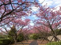 Spring cherry blossom season at Yangmingshan National Park ,taipei taiwan