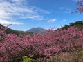 Spring cherry blossom season at Yangmingshan National Park ,taipei taiwan