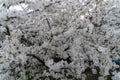 Spring cherry blossom tree. A pleasant aroma from budding buds Royalty Free Stock Photo