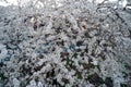 Spring cherry blossom tree. A pleasant aroma from budding buds Royalty Free Stock Photo