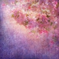 Spring Cherry Blossom Royalty Free Stock Photo