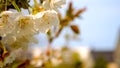 Spring cherry blossom, young cherry, cherry tree, garden