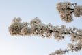 Spring Cherry Blossoms Against Sky