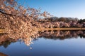 Spring Cherry Blossoms around Tidal Basin Washington DC Royalty Free Stock Photo