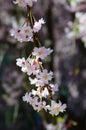 Spring Cherry blossoms