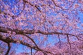 Spring cherry blossoms and blue sky Royalty Free Stock Photo