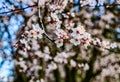 Spring Cherry Blossoms Close-up