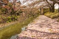 Sakura Petals Covering Ground, Omihachiman Moat, Shiga