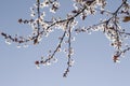 Spring Cherry blossoms flowers. Spring white flowers on a tree. Royalty Free Stock Photo