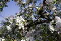 Spring Cherry blossoms flowers. Spring white flowers on a tree. Royalty Free Stock Photo
