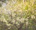 Spring Cherry blossoms in full bloom