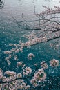 Spring cherry blossoms in  full bloom. Pink flowers sakura background. Petals floating in the water, Tokyo, Japan Royalty Free Stock Photo