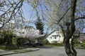 Spring cherry blossoms outside traditional home