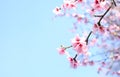 Spring Cherry blossoms Royalty Free Stock Photo