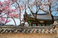 Spring cherry blossoms over a wall in Changdeokgung Palace in spring, Seoul, South Korea Royalty Free Stock Photo