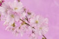 Beautiful Spring cherry blossoms on pink background with copyspace Royalty Free Stock Photo