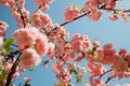 Spring Cherry blossoms, pink flowers Royalty Free Stock Photo