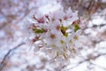 Spring Cherry blossoms, pink flowers Royalty Free Stock Photo