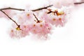 Spring Cherry blossoms, pink flowers.