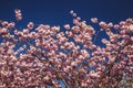 Spring Cherry blossoms, pink flowers on blue sky background Royalty Free Stock Photo