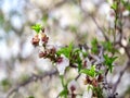 Spring Cherry blossoms, pink flowers. blue sky