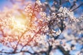 Spring Cherry blossoms, pink flowers,Cherry blossoms Royalty Free Stock Photo