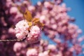 Spring Cherry blossoms, pink flowers close up. Sakura tree in park. Japan cherry tree in spring. Sakura blooming Royalty Free Stock Photo