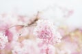 Spring Cherry blossoms, pink flowers,Cherry blossoms Royalty Free Stock Photo