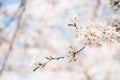Spring Cherry blossoms, pink flowers,Cherry blossoms Royalty Free Stock Photo