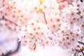 Spring Cherry blossoms, pink flowers,Cherry blossoms Royalty Free Stock Photo