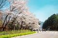 Spring cherry blossoms road at Seoul grand park in Gwacheon, Korea Royalty Free Stock Photo