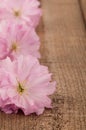 Spring Cherry Blossoms on Rustic Wood