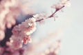 Spring Cherry blossoms Royalty Free Stock Photo