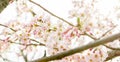 Spring Cherry Blossoms in Seoul City Korea Royalty Free Stock Photo