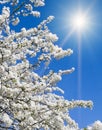 Spring cherry blossoms and sun on sky. Vertical photo Royalty Free Stock Photo