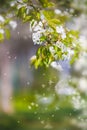 Spring Cherry Blossoms on Tree Branch Royalty Free Stock Photo