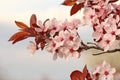 Spring cherry branch blooming