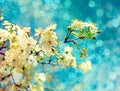 Spring cherry flowers Royalty Free Stock Photo