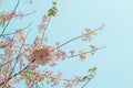 Spring cherry flowers branch tree on blue sky background Royalty Free Stock Photo