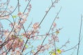 Spring cherry flowers branch tree on blue sky background Royalty Free Stock Photo