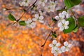 Spring cherry flowers on a bright natural rainbow background. Nature wakes up in spring from hibernation rejuvenated and filled