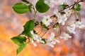 Spring cherry flowers on a bright natural rainbow background. Nature wakes up in spring from hibernation rejuvenated and filled