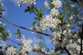 Spring, cherry flowers, open-air, sunny day, sky, tree, garden, bloom. Royalty Free Stock Photo