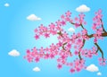 Spring Cherry Flowers Vector