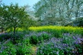 Spring, cherry park scenery