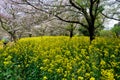 Spring, cherry park scenery