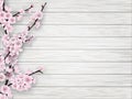 Spring cherry pink flower on white old wood background