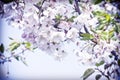 Spring cherry tree in bloom with pink flowers Royalty Free Stock Photo