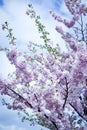 Spring cherry tree in bloom with pink flowers Royalty Free Stock Photo