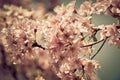 Spring cherry tree in bloom with pink flowers Royalty Free Stock Photo